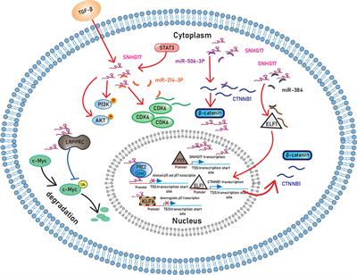 Enabling factor for cancer hallmark acquisition: Small nucleolar RNA host gene 17